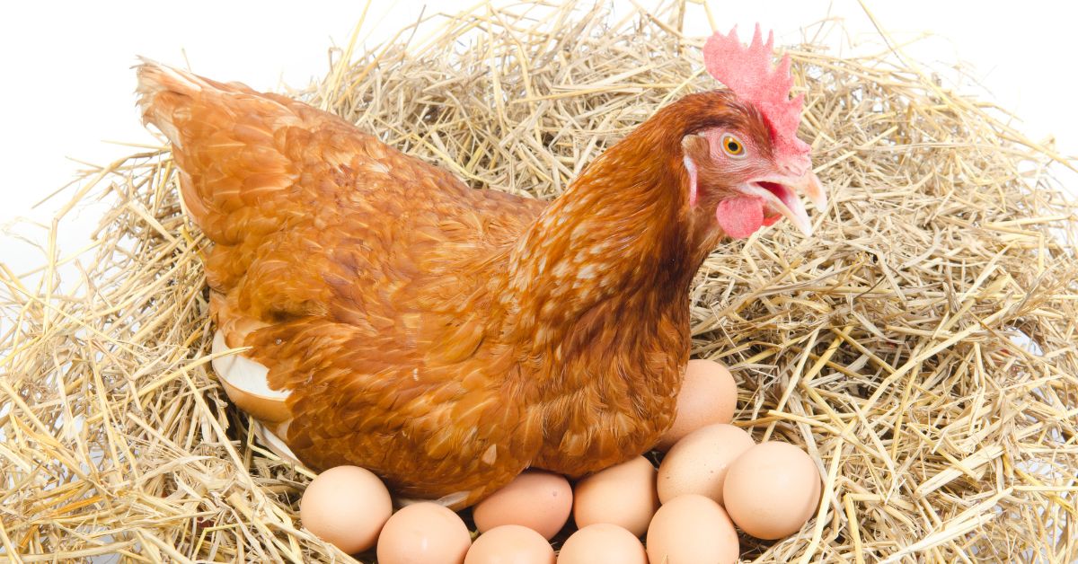 Understanding the chicken - Laying Hens