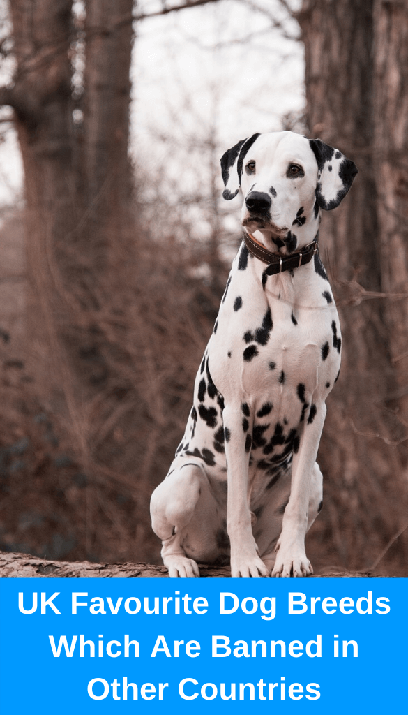 dog breeds