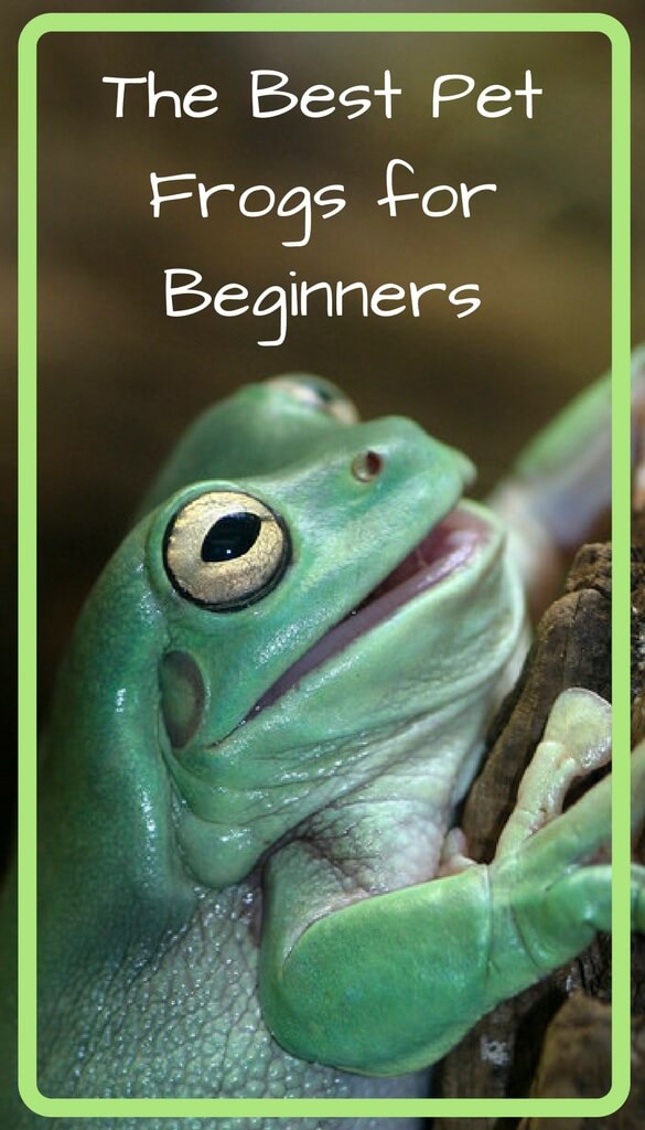 The Best Pet Frogs For Beginners Pbs Pet Travel