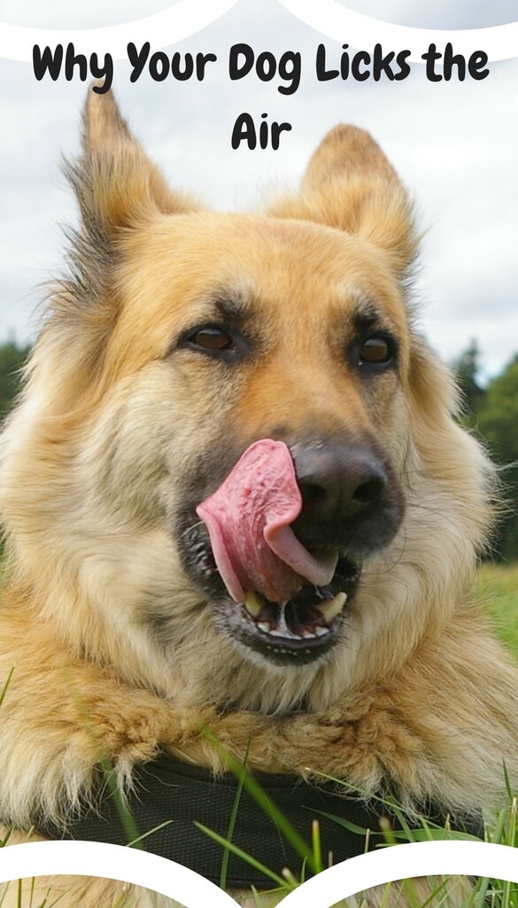 Why Do Dogs Licks the Air PBS Pet Travel