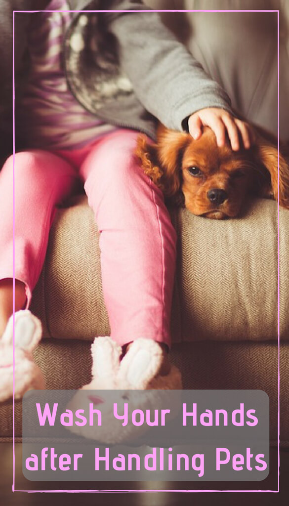 Why Should You Wash Your Hands After Handling Pets Pbs Pet Travel
