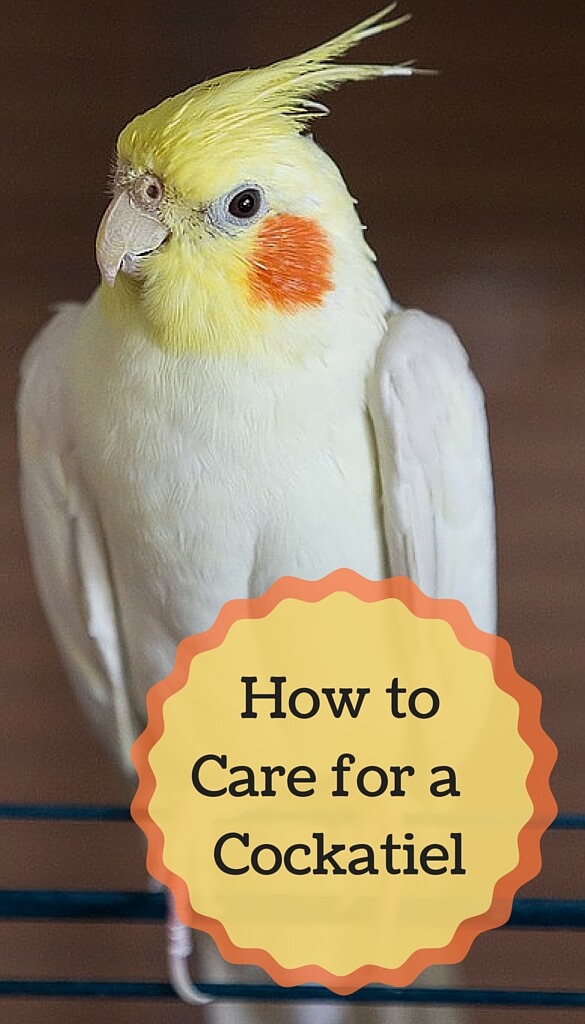 The complete beginners guide to caring for cockatiels as pets. Turns out, these make fantastic pet birds *when* you know what you're doing. Read on to learn more...