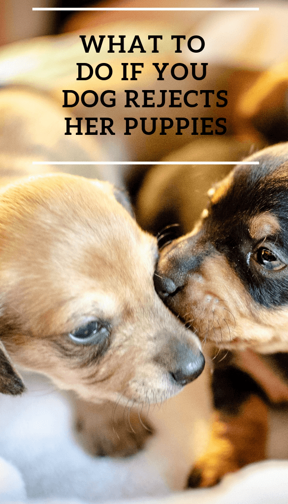 how often should puppies feed off mother