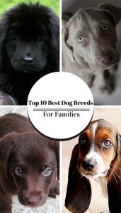 Wondering what the best pet dogs to have with kids are? Here's your answer...!