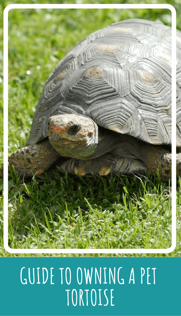 my pet tortoise essay