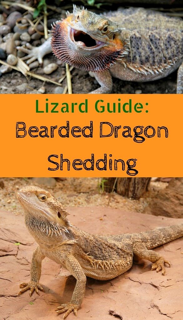 How Often Do Bearded Dragons Shed: The Ultimate Shedding Guide