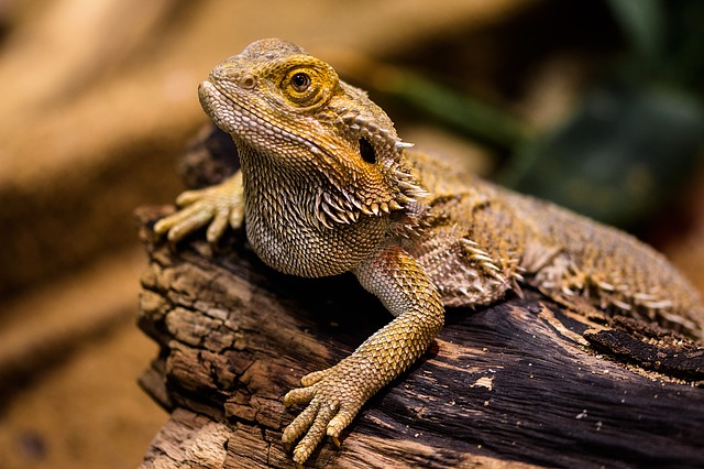 Bearded dragons are some of the best pet lizards for beginners.