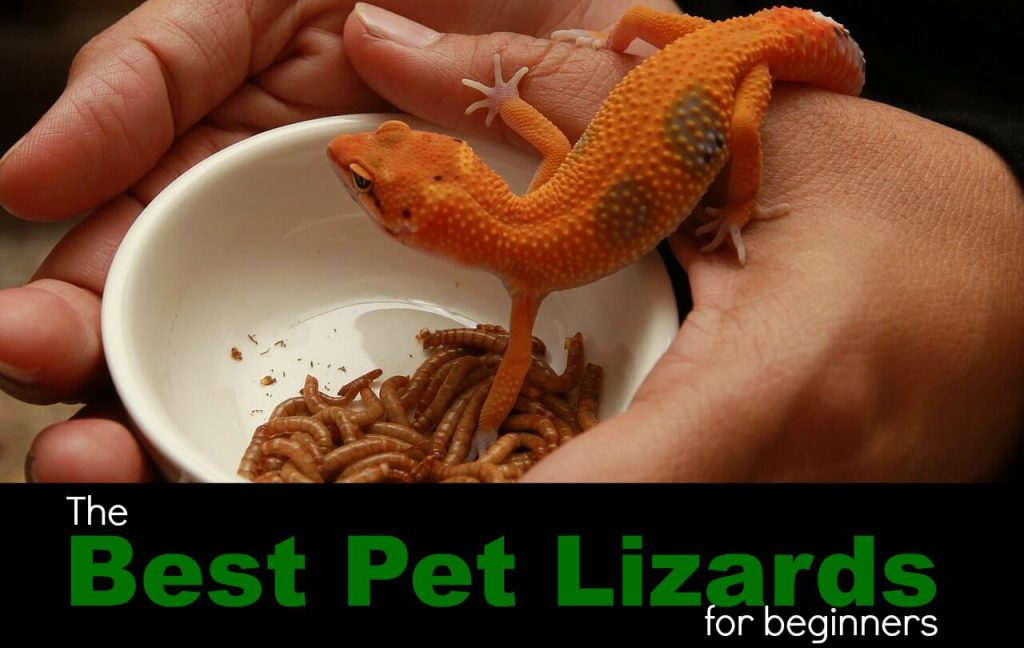 best-pet-lizards