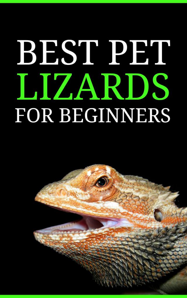 Looking for your very first pet lizard? This list discusses the top pet lizards for beginners and sets you on the right footing for successful reptile-ownership!