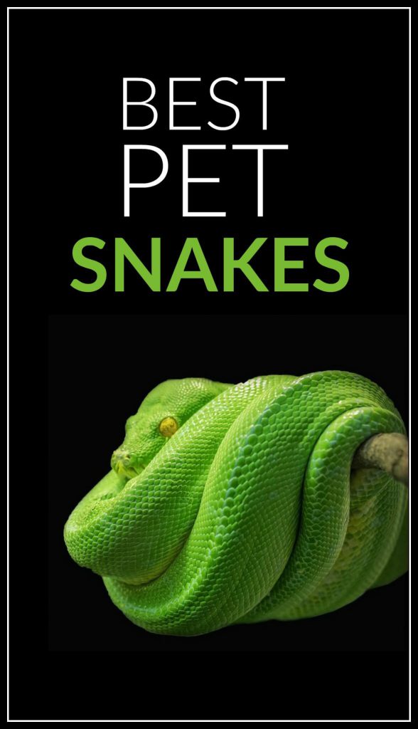 Want a pet reptile like a snake? Some are much better and easier to care for than others, and this article seems to do a great job of rounding up the top pet snakes (incase you were wondering, this green tree python isn't one of them!)