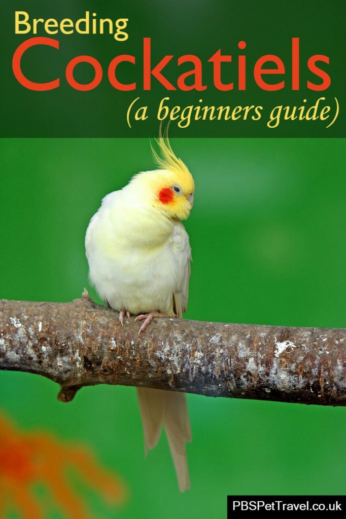 Want to breed cockatiels? Here is a good introduction to encouraging your birds to safely reproduce in captivity.