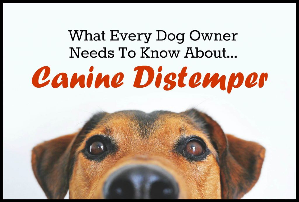 canine distemper