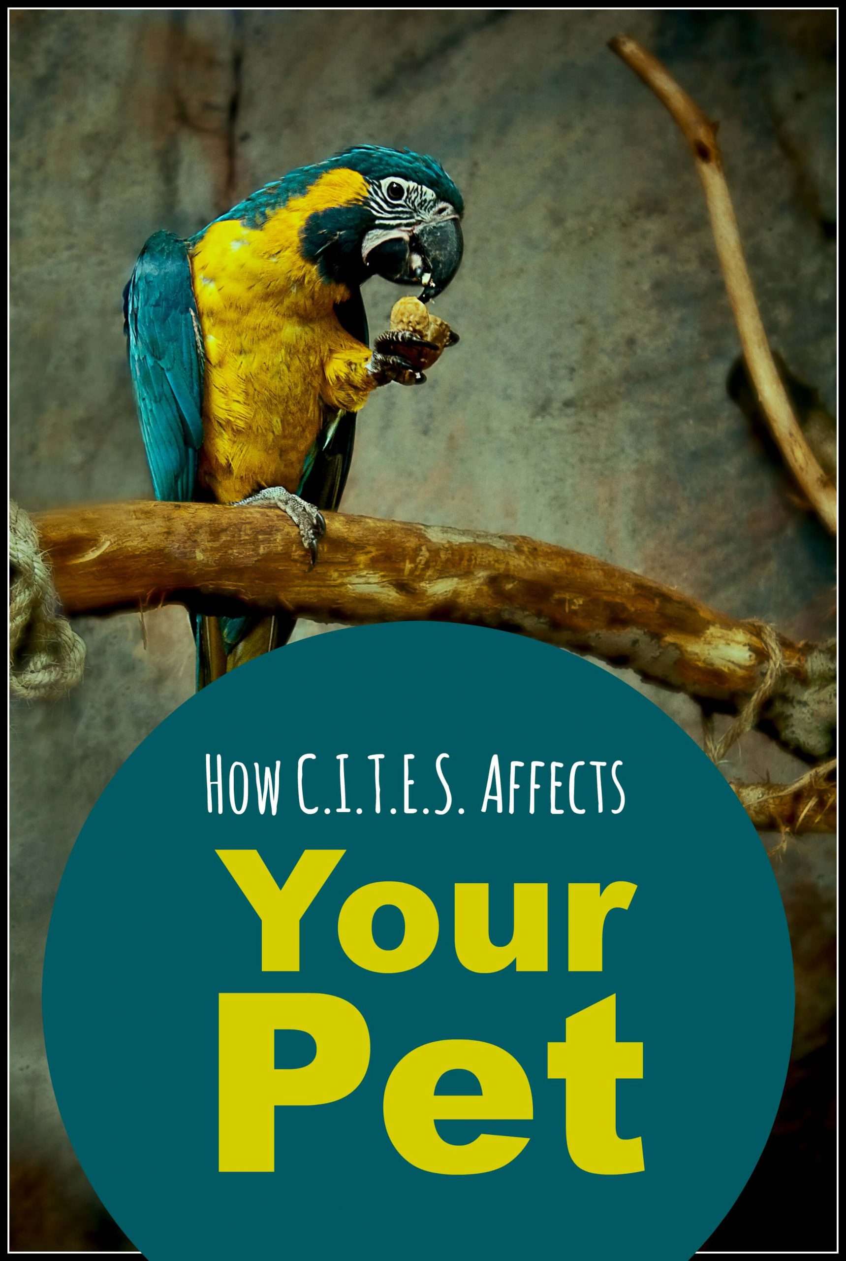 Wondering what CITES is and how it can affect your pet? The rules govern the transportation of reptiles, birds and a range of other exotic pets. Find out what you need to know to stay inside the law by clicking here. 