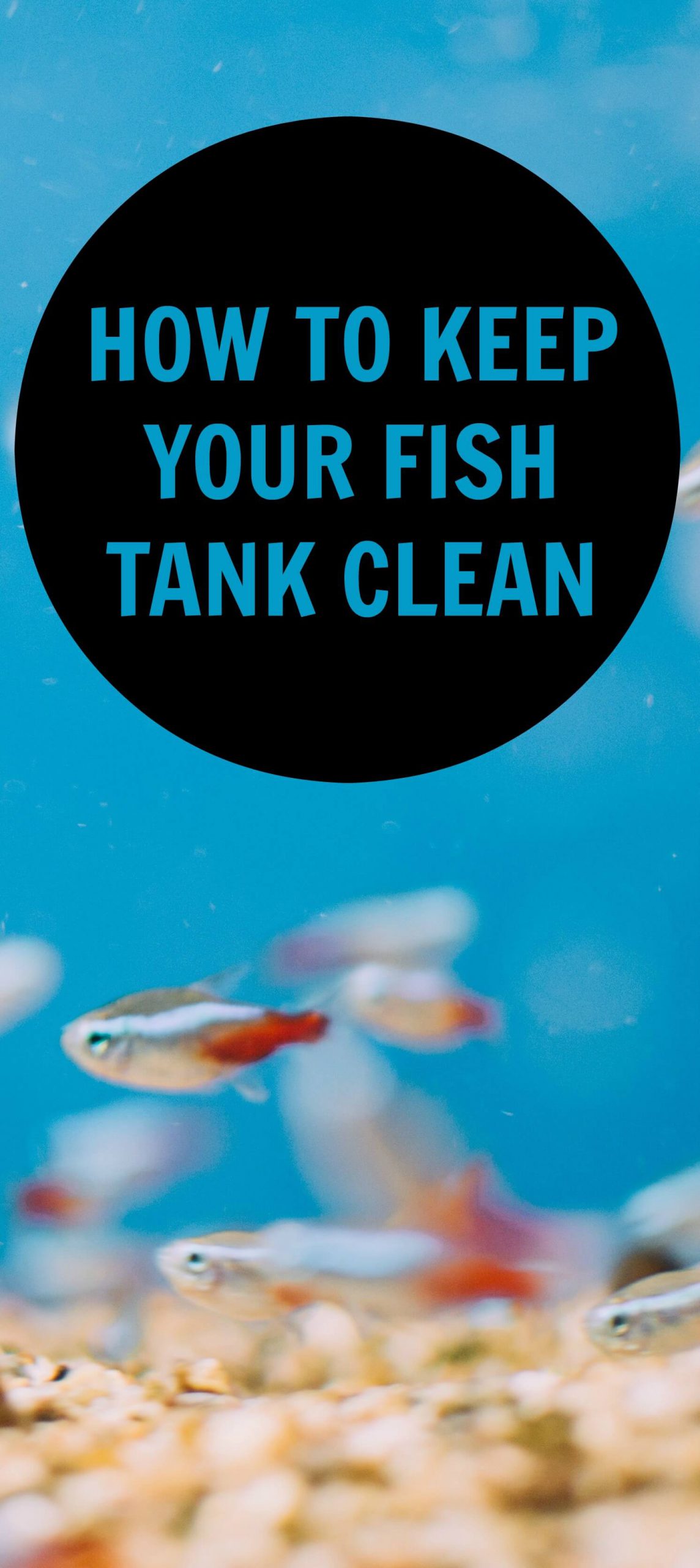How to Keep Your Fish Tank Clean - PBS Pet Travel