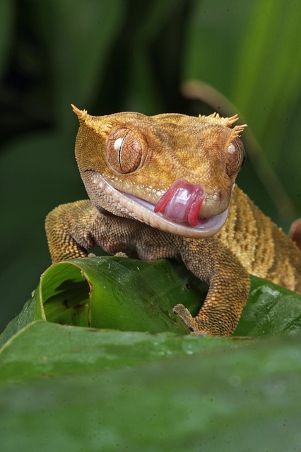Crested geckos make up the last of the three most popular lizards for beginners.