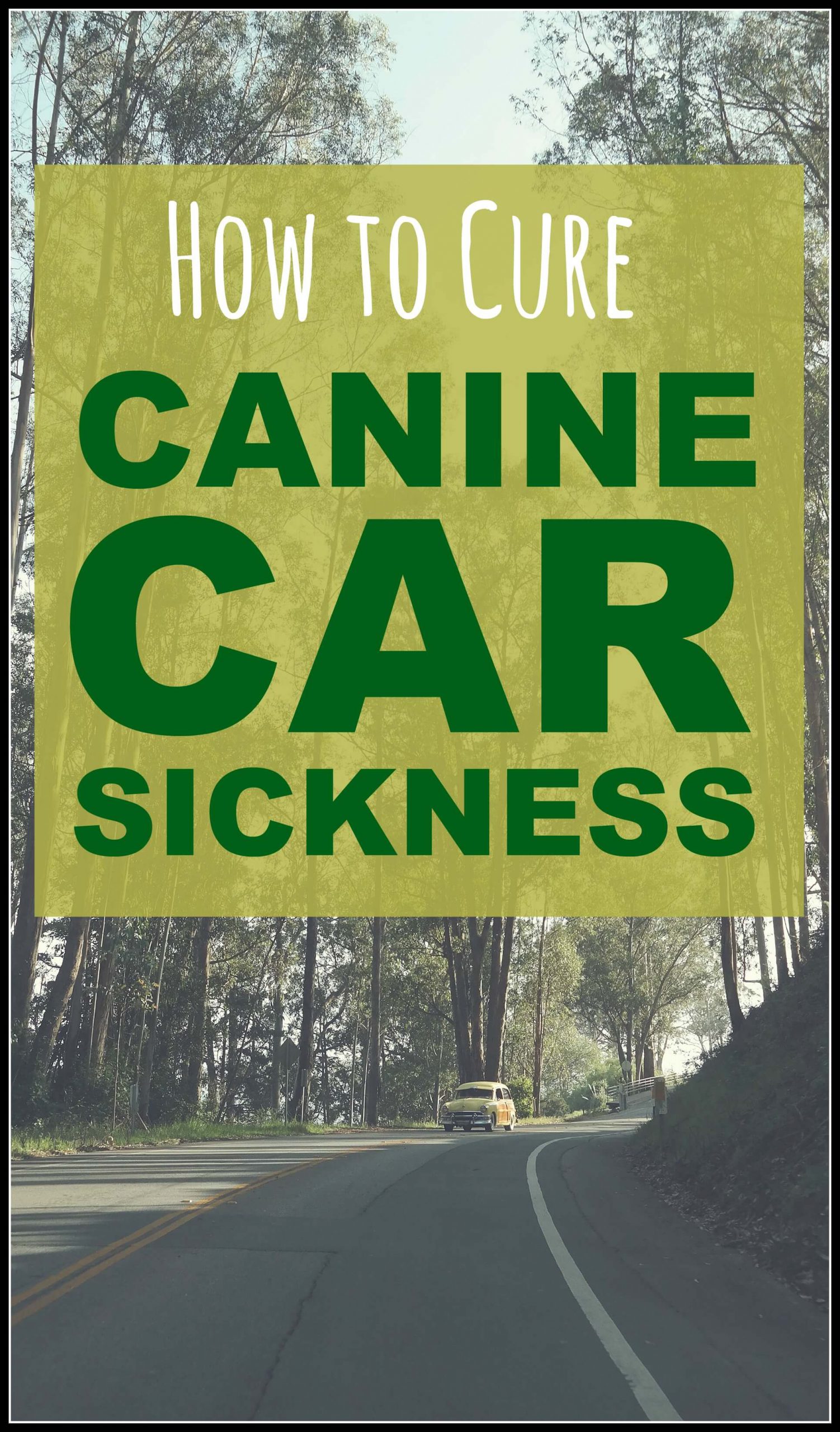 There's nothing worse than when your dog gets ill in the car. However there are some solutions, as this article lays out. If you're worried about how your dog behaves in the car then click through to learn more!
