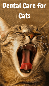 dental-care-for-cats
