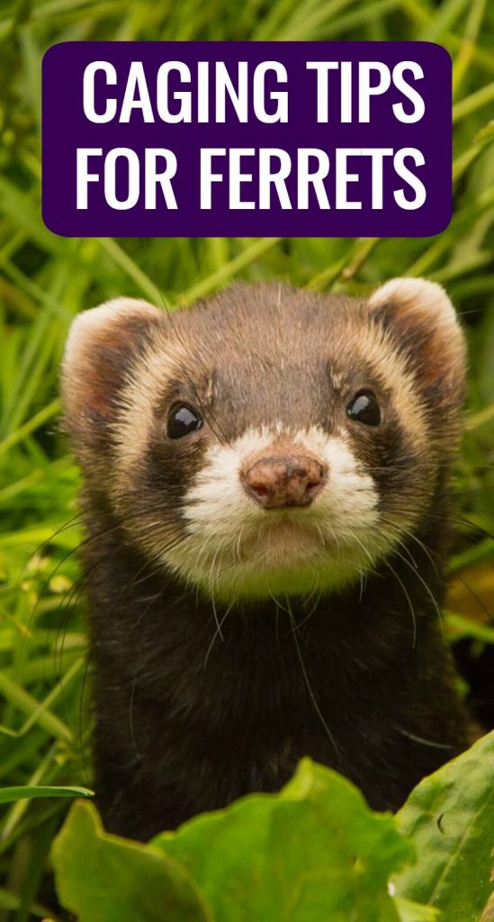 Choosing the right ferret cage is fraught with difficulties and misinformation. This article provides plenty of solid advice on choosing the best possible cage for your pet.