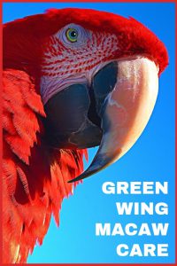 Green wing macaws are some of the best-known large parrots, and are notable for their fantastic personalities and bright colors. This article discusses how to keep green winged macaws, and looks at the difference between these birds and other macaws.