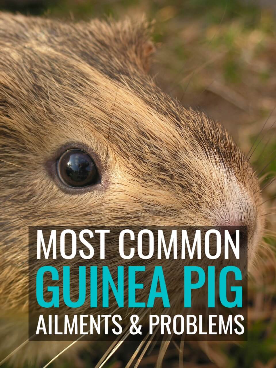 Common Guinea Pig Illnesses - PBS Pet Travel