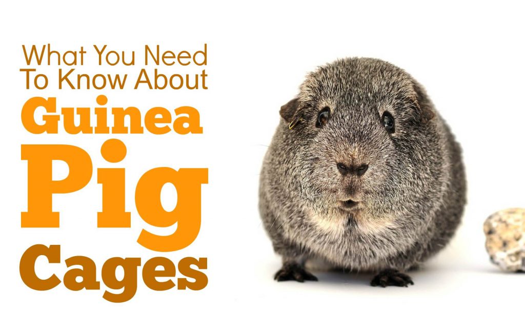 guinea pig cages