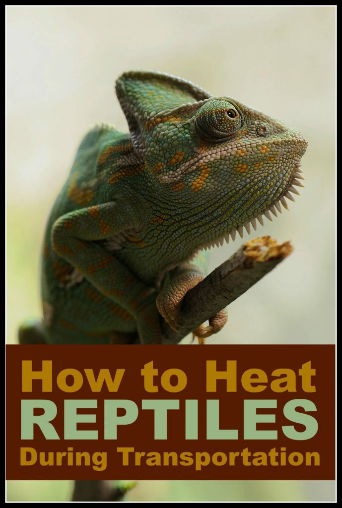 It's critical when you keep reptiles that they're warm when you're transporting them, especially in the winter months. Here's how...