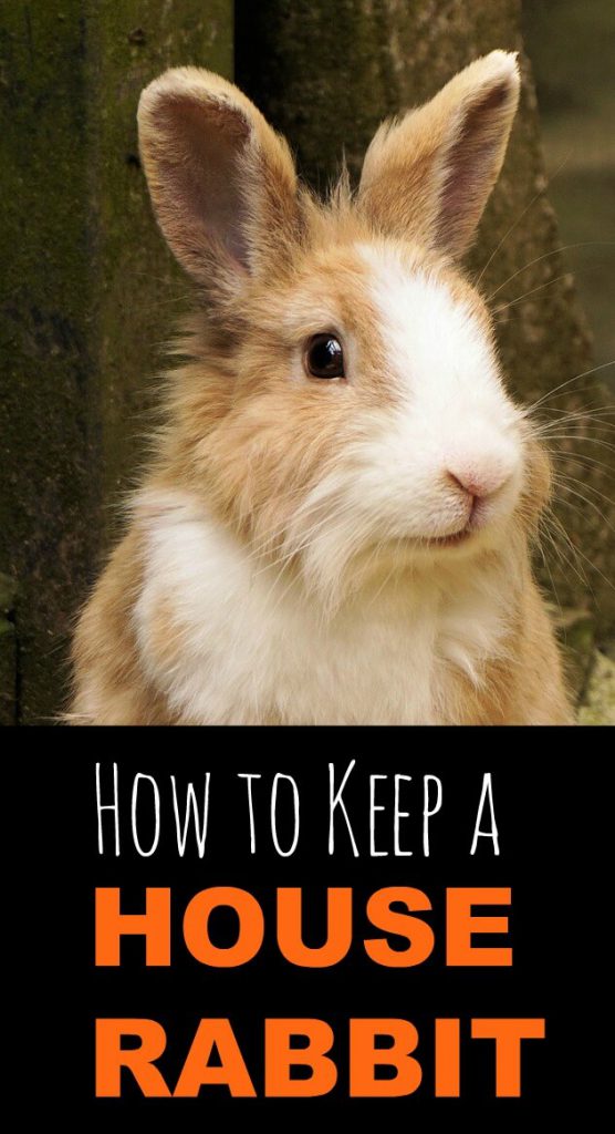 House rabbits can make fantastic pets, but there are some rules that you'll need to follow. This article discusses how to keep rabbits indoors, and provides tips for making the most of your house rabbit.