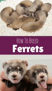 How to Breed Ferrets (sml)