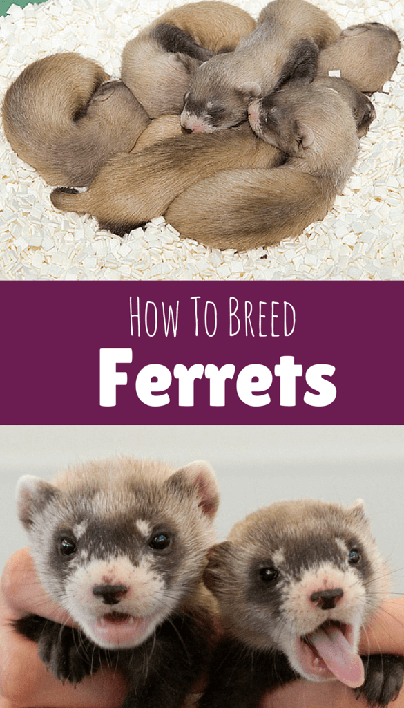 How to Breed Ferrets
