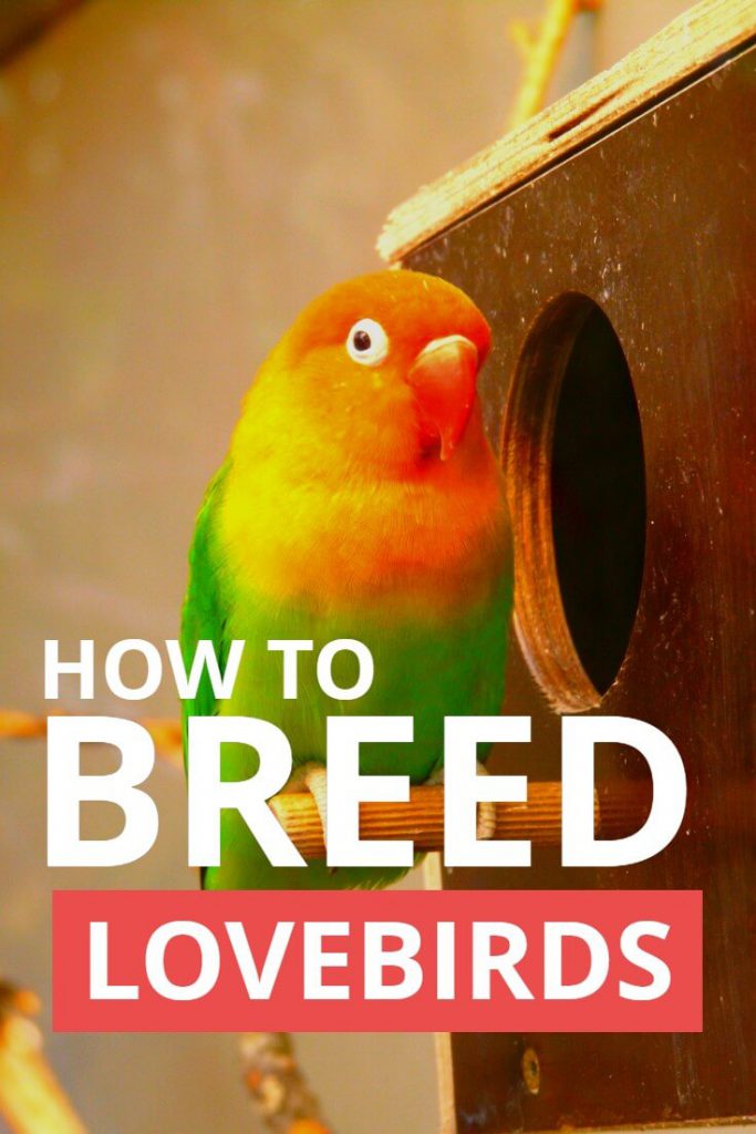 Wondering how to breed lovebirds for the first time? This handy little guide explains all the basic details that you need to know to successfully breed and raise a brood of love birds.