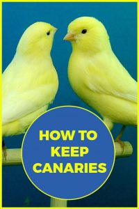 Complete beginners guide to keeping canaries as pets. 