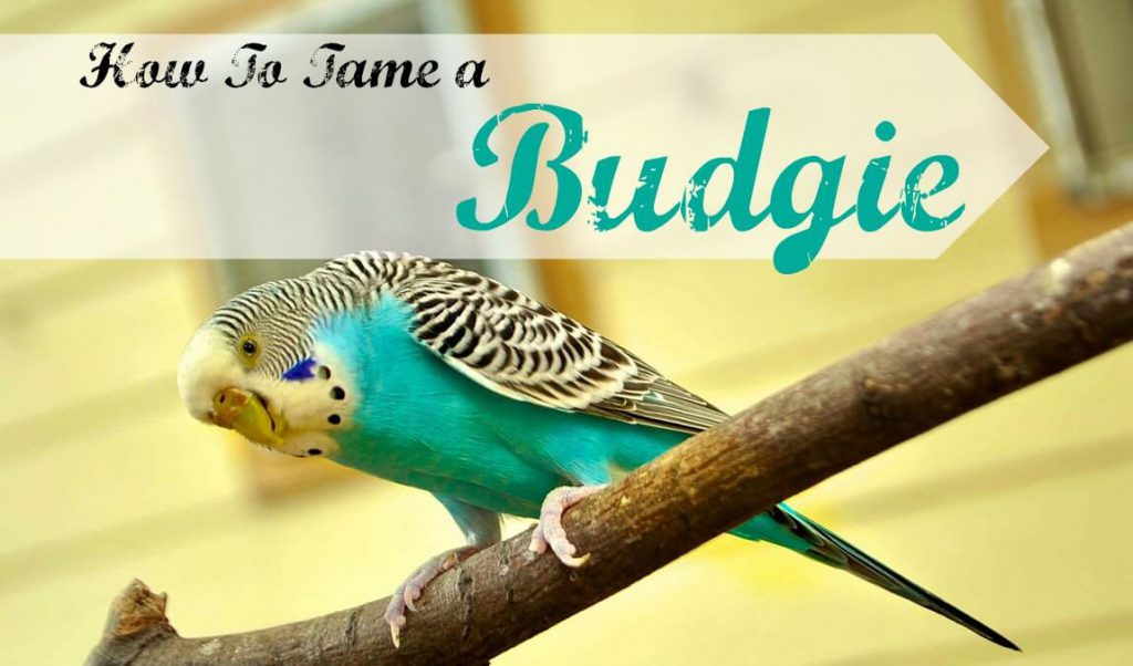how to tame a budgie