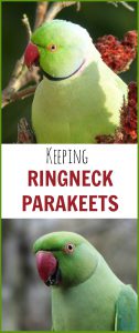 Indian ringnecks may be beautiful pet birds but they have developed a nasty reputation over the years. Here's what you need to know to care for these stunning parakeets successfully as pets.
