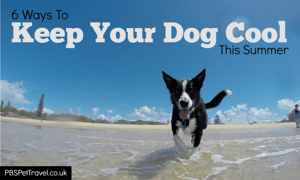 how to keep your dog cool in summer