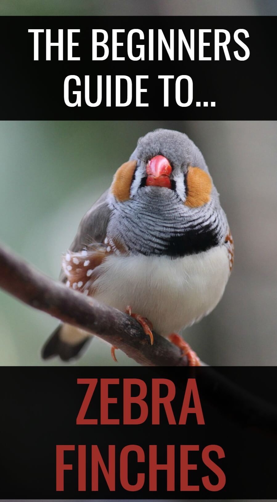 Wondering how to keep zebra finches? These stunning little birds are easy to keep as pets when you follow these simple steps to success...
