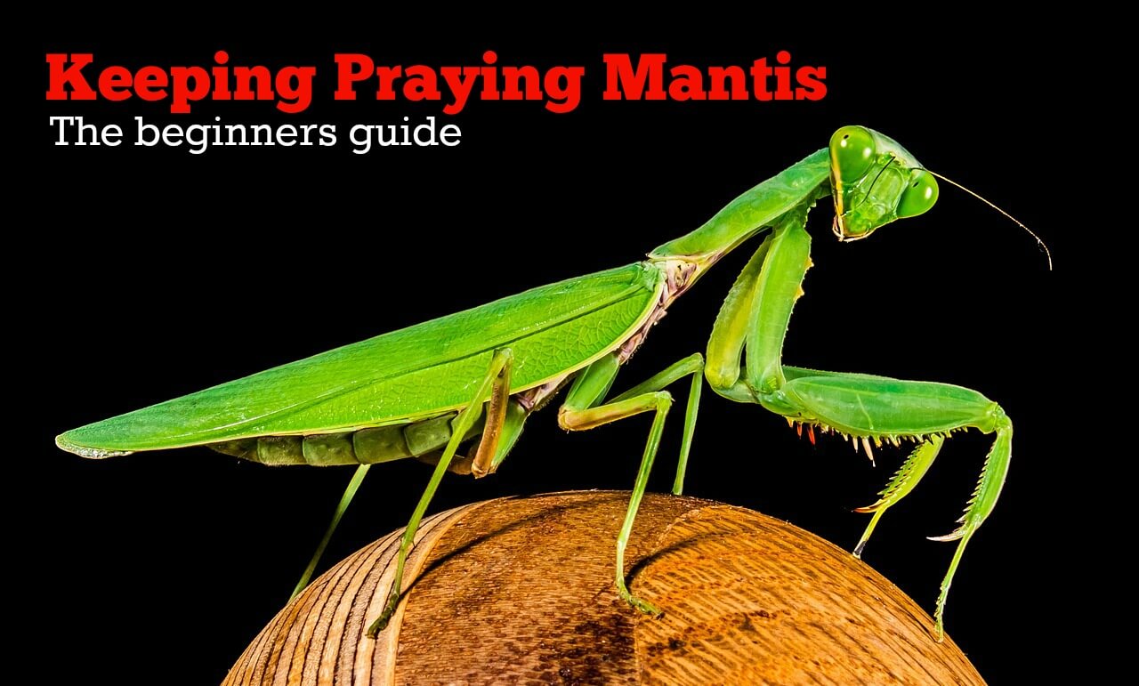 smeltet Minearbejder Ubevæbnet Keeping Praying Mantis as Pets: The Beginners Guide - PBS Pet Travel