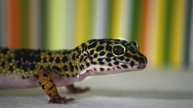 Leopard geckos are one of the most popular pet lizards among beginners.