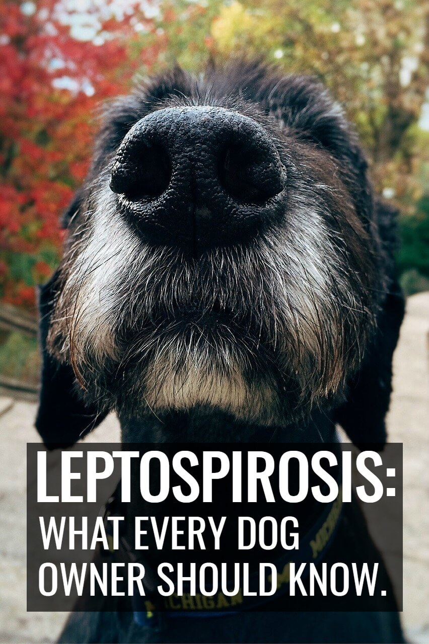 Leptospirosis is a terribly dangerous disease of dogs, that all pet owners should know about it. This article discusses everything from symptoms to treatment of the disease. 