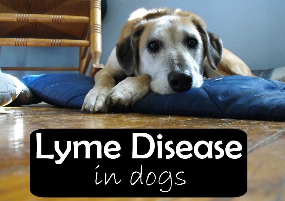 Lyme disease in dogs