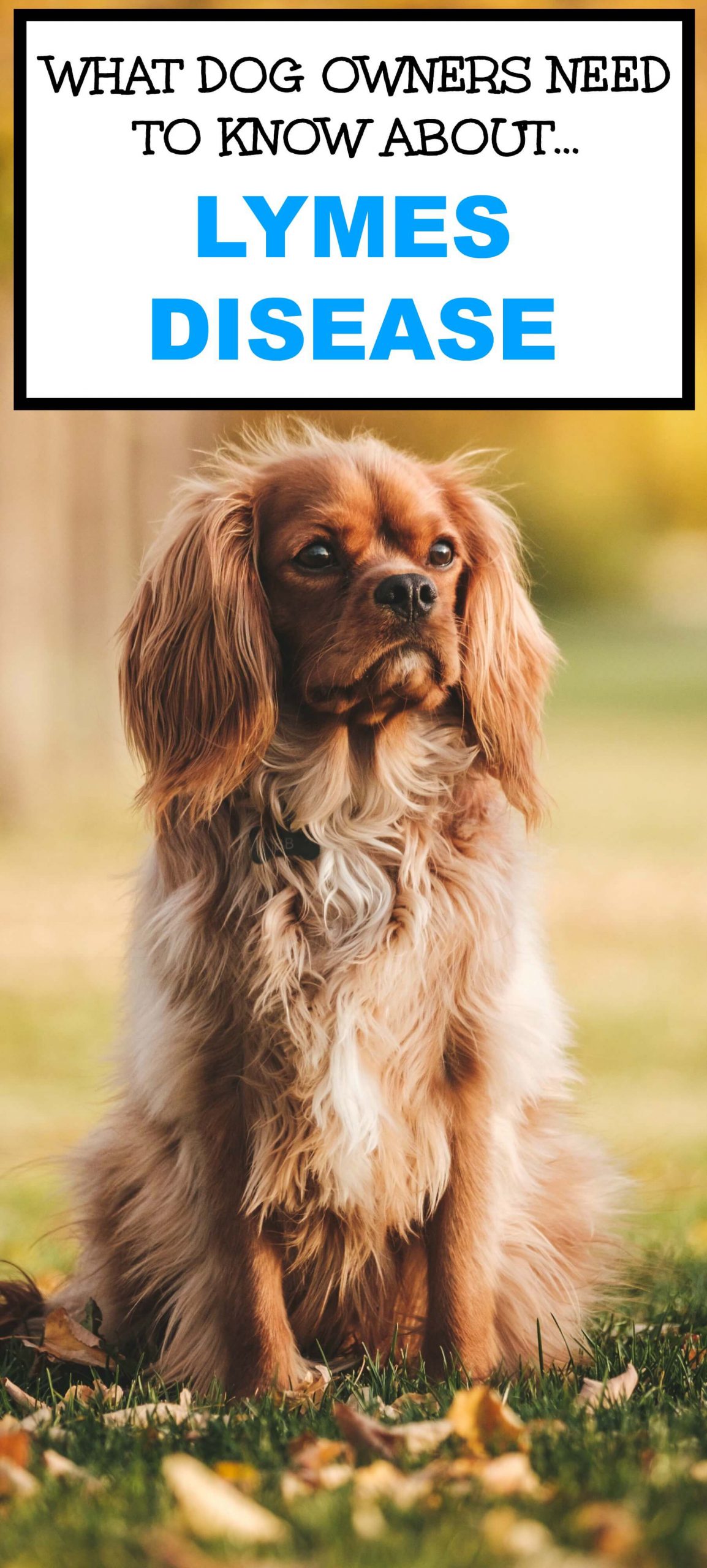 Lyme Disease In Dogs Ears