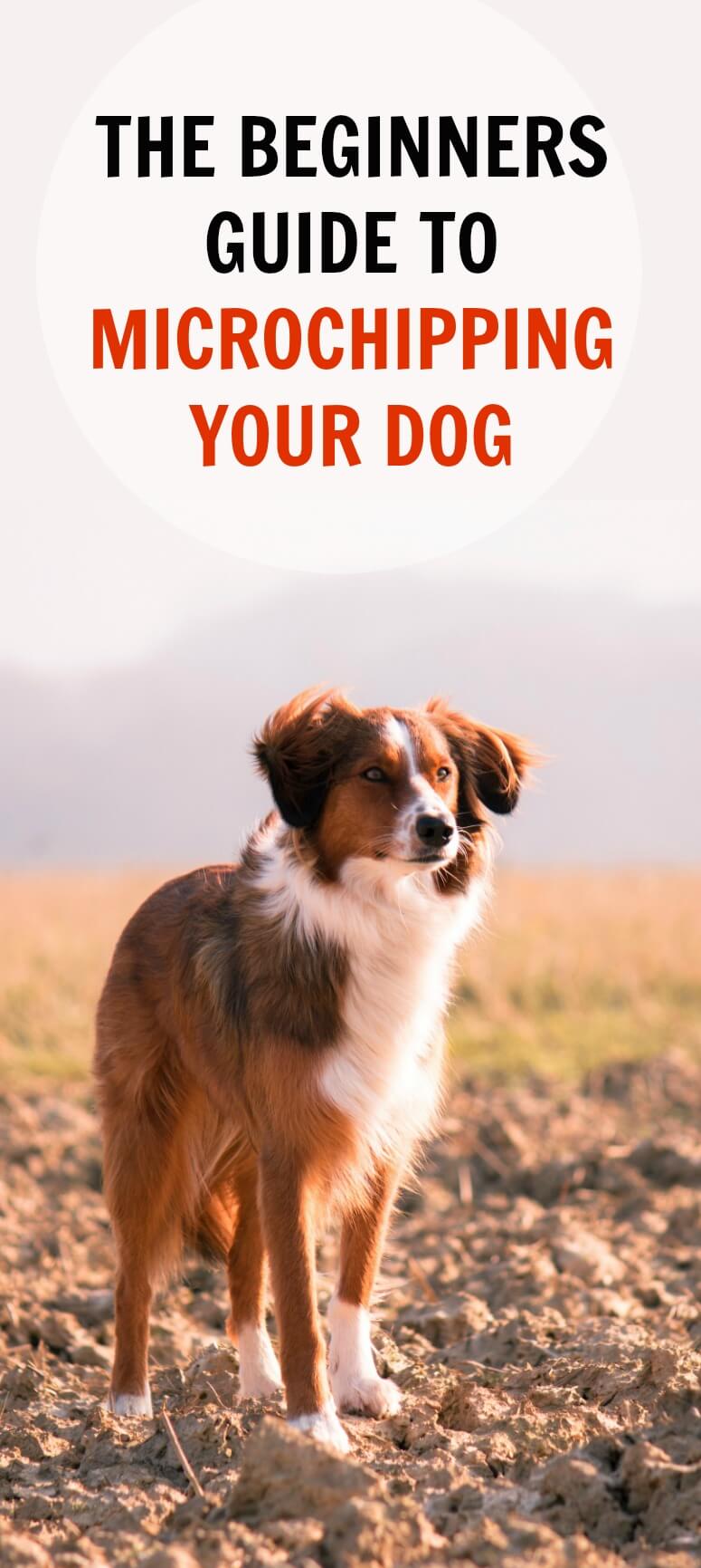 Microchipping Dogs A Beginner’s Guide PBS Pet Travel