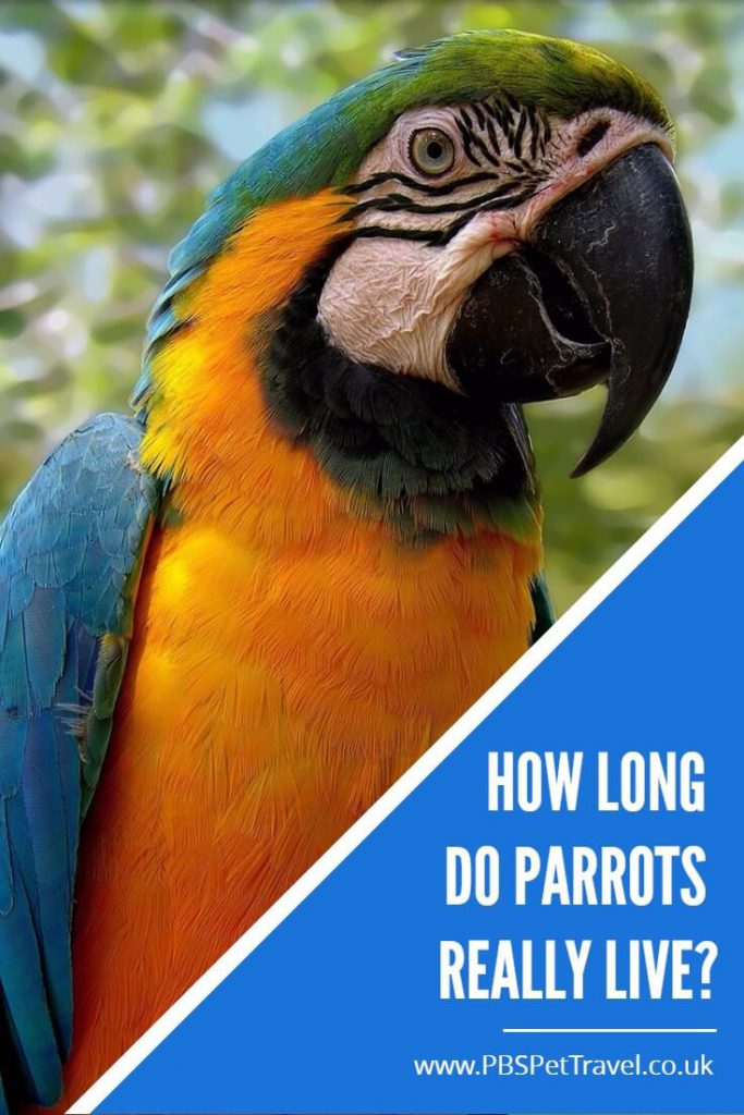Ever wondered how long parrots really live? This article discusses the lifespan of a range of different parrots, in order to summarize how long parrots really live.