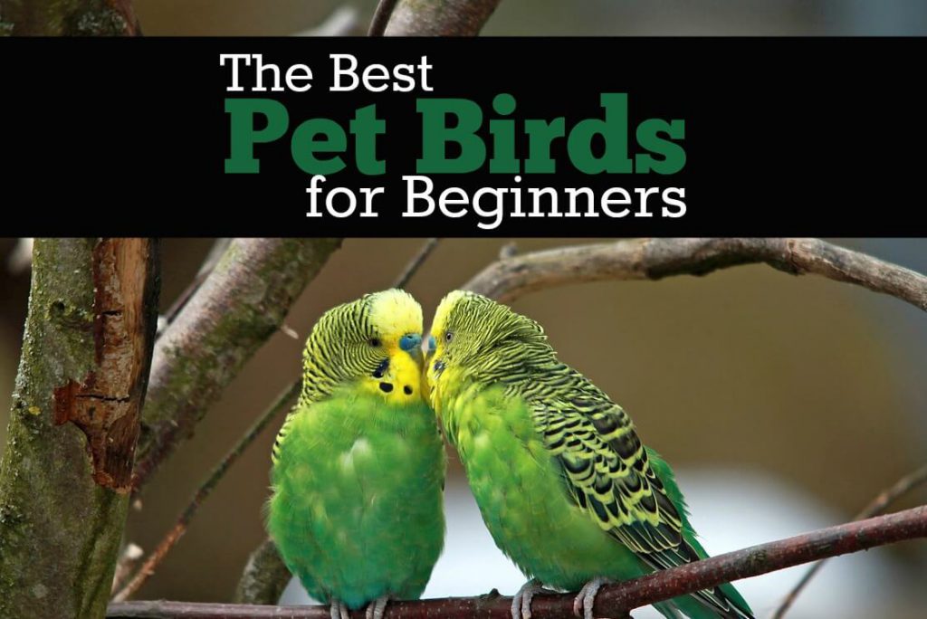 pet-birds-for-beginners
