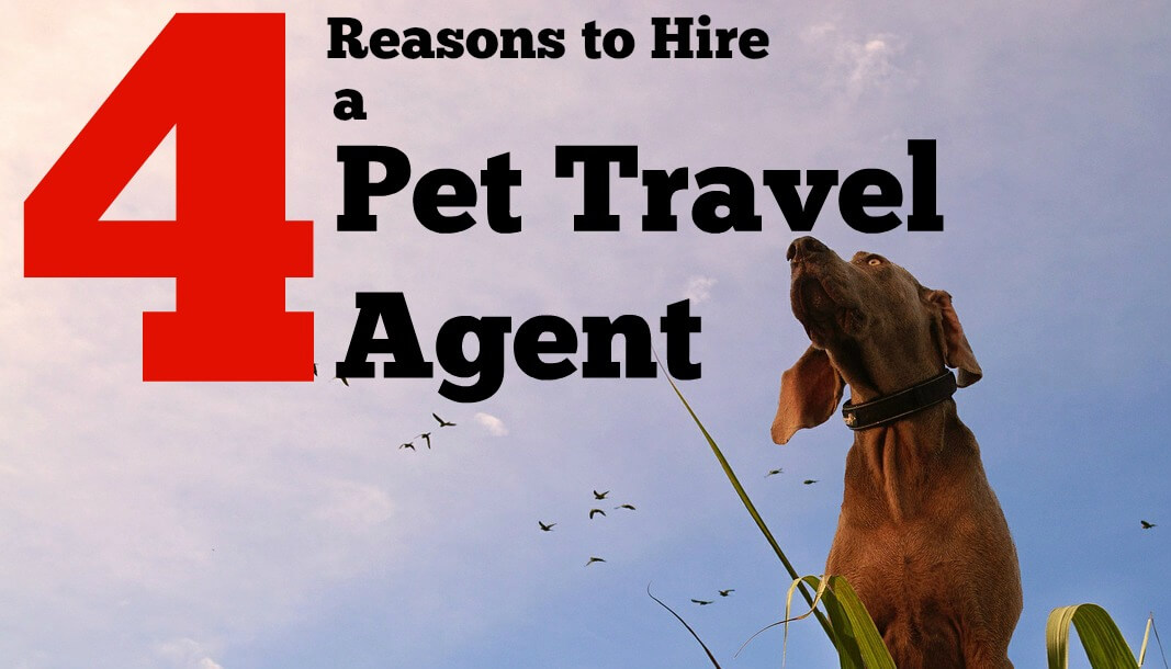 pet travel agent