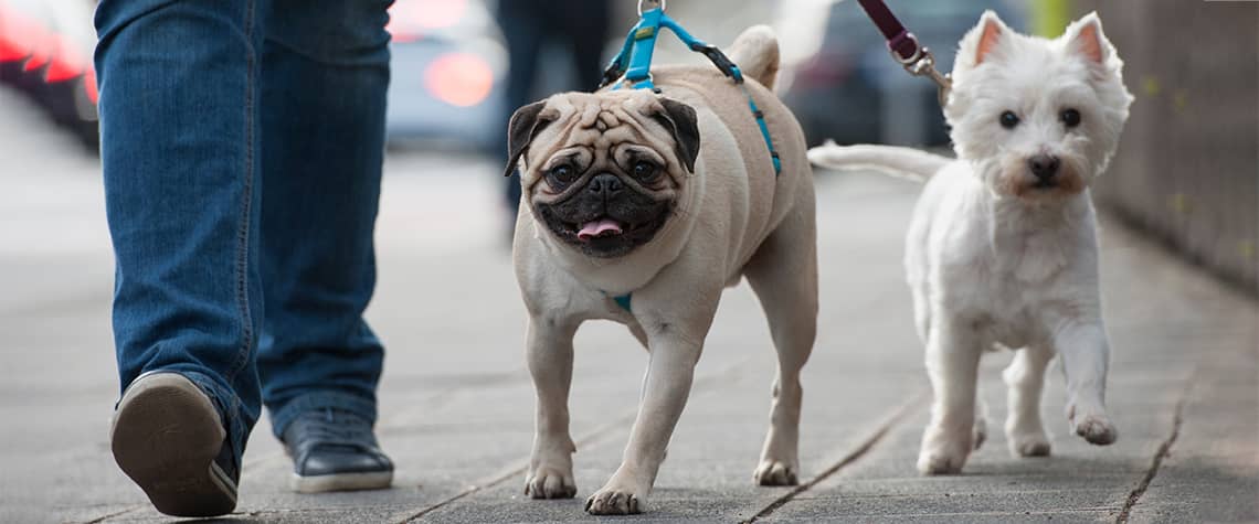Pet Relocation Hong Kong PBS Pet Travel