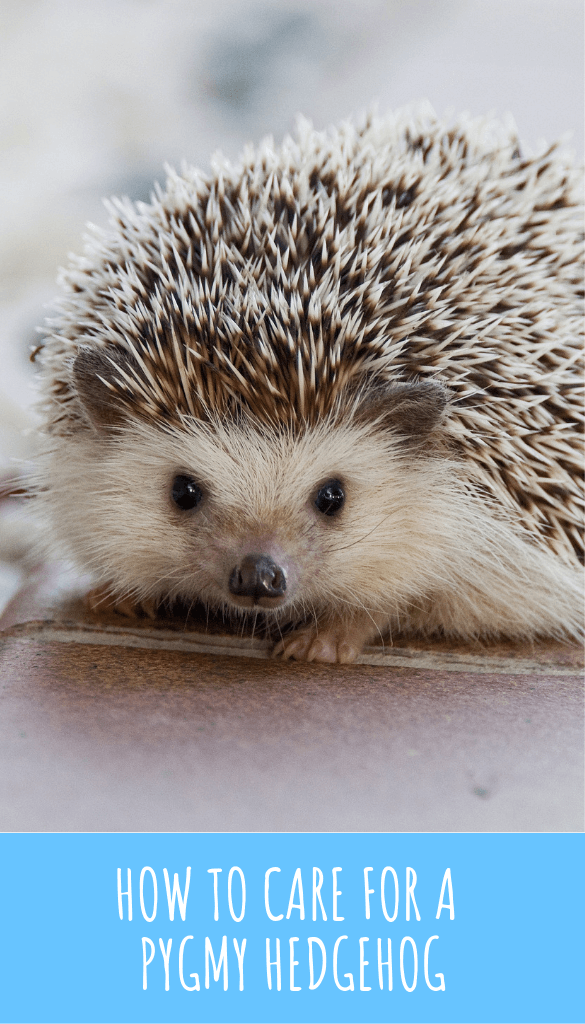 How to Care for a Pygmy Hedgehog PBS Pet Travel