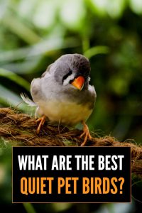 Looking for a quiet pet bird that won't annoy your neighbours or your family? Here's a list of some of the best pet bird options available to you...