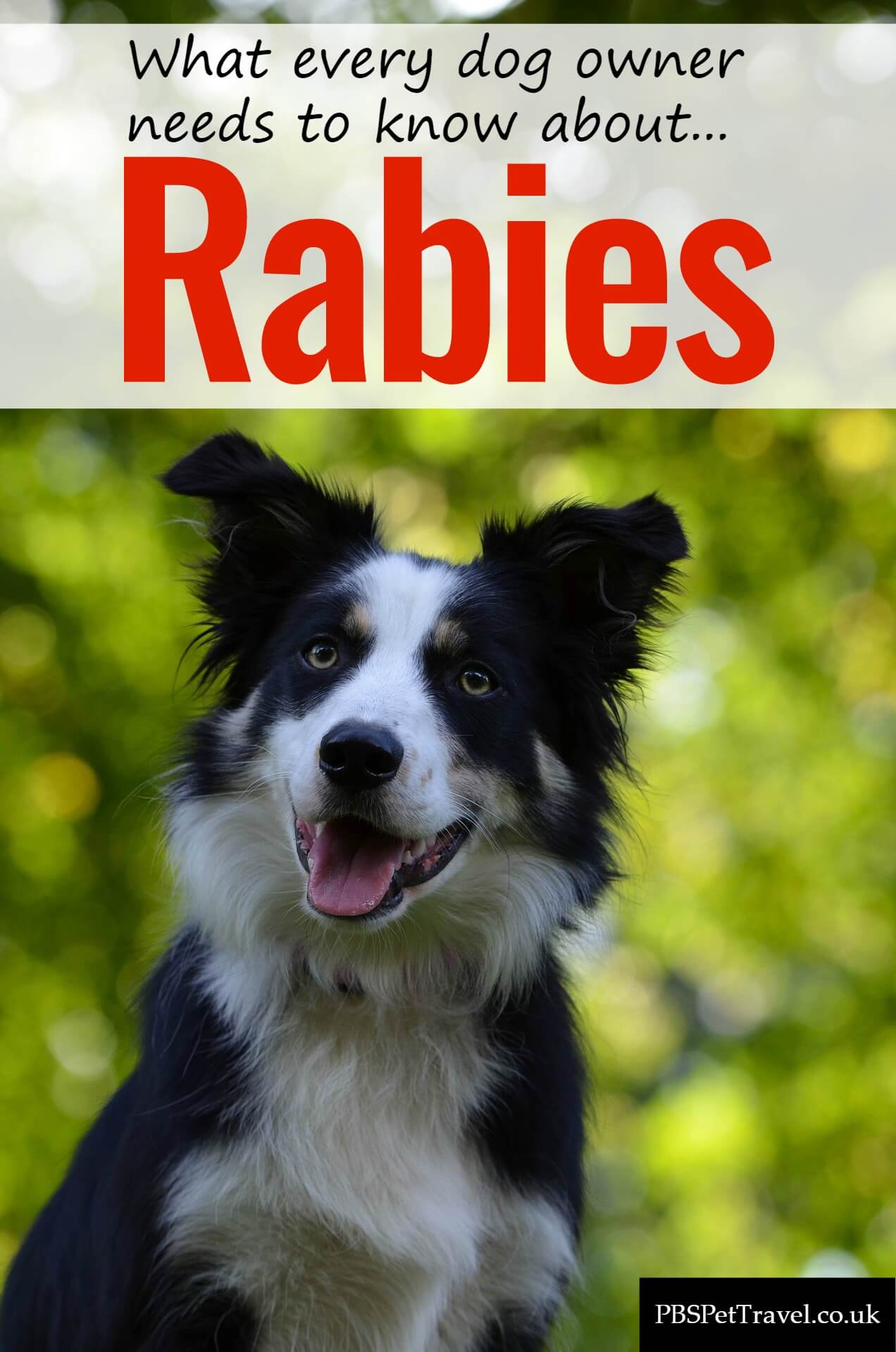 how long does a dog live if it has rabies