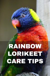 Rainbow lorikeet care tips for pet owners. Find out how to look after these beautiful pet birds.