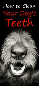 Want to keep your dog's teeth in perfect condition? If so follow these simple rules and your dog will stay healthy for years to come...